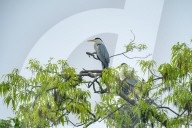 Egrets Breeding in Chongqing