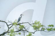 Egrets Breeding in Chongqing