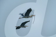 Egrets Breeding in Chongqing