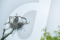 Egrets Breeding in Chongqing