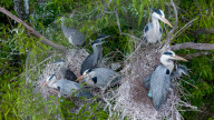 Egrets Breeding in Chongqing