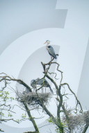 Egrets Breeding in Chongqing