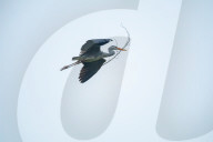 Egrets Breeding in Chongqing