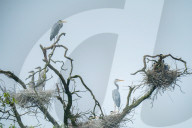 Egrets Breeding in Chongqing