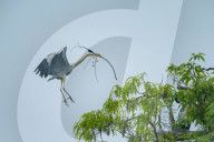 Egrets Breeding in Chongqing