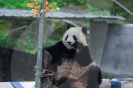 Chongqing Zoo