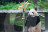 Chongqing Zoo