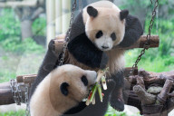 Chongqing Zoo