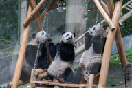 Chongqing Zoo