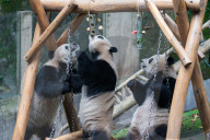 Chongqing Zoo