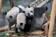 Chongqing Zoo