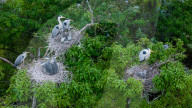 Egrets Breeding in Chongqing