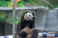 Chongqing Zoo