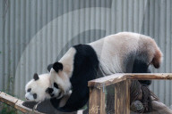 Chongqing Zoo