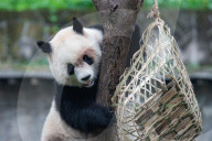 Chongqing Zoo