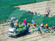 Chives Harvest in Yangzhou