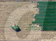 Chives Harvest in Yangzhou
