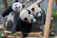 Chongqing Zoo
