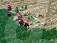 Chives Harvest in Yangzhou