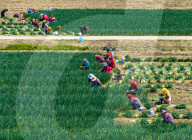 Chives Harvest in Yangzhou