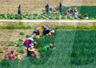 Chives Harvest in Yangzhou