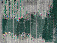 Chives Harvest in Yangzhou