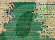Chives Harvest in Yangzhou