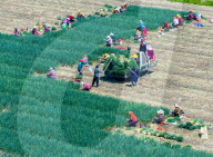 Chives Harvest in Yangzhou