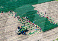 Chives Harvest in Yangzhou