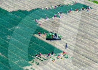 Chives Harvest in Yangzhou