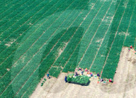 Chives Harvest in Yangzhou