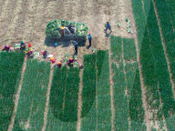 Chives Harvest in Yangzhou