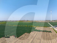 Chives Harvest in Yangzhou