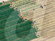 Chives Harvest in Yangzhou