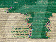 Chives Harvest in Yangzhou