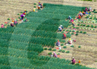 Chives Harvest in Yangzhou