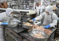 Broiler Processing