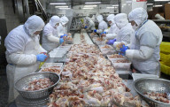 Broiler Processing