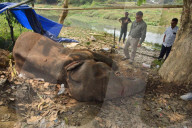Injured Domestic Elephant In Assam 