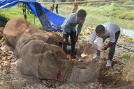 Injured Domestic Elephant In Assam 