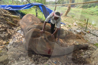 Injured Domestic Elephant In Assam 