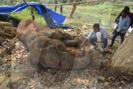 Injured Domestic Elephant In Assam 
