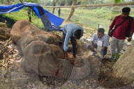 Injured Domestic Elephant In Assam 