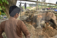 Injured Domestic Elephant In Assam 