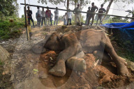 Injured Domestic Elephant In Assam 