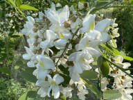 Flowers On A Black Locust Tree