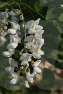 Flowers On A Black Locust Tree