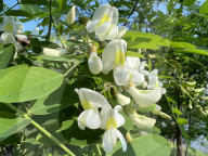 Flowers On A Black Locust Tree