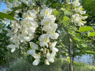 Flowers On A Black Locust Tree