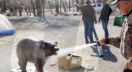 Robobear trains hikers ho to ward off bear attacks